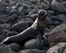 Sjøløve   North Seymour Island, Sea lion : North Seymour Island, Sea lion