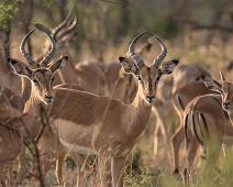 Impala   Impala, Manyaleti, Sør-Afrika : Impala, Manyaleti, Sør-Afrika