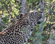 Leopard   Leopard, Manyaleti, Panthera pardus, Sør-Afrika : Leopard, Manyaleti, Panthera pardus, Sør-Afrika