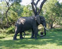 Hann(!) elefant inne på leirområdet   Loxodonta africana africana, Manyaleti, South-African bushelephant, Sør-Afrika, Sørafrikansk savanneelefant : Loxodonta africana africana, Manyaleti, South-African bushelephant, Sør-Afrika, Sørafrikansk savanneelefant