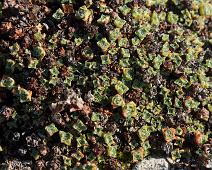 Kanada blomster, Planter, ukjent : Kanada blomster, Planter, ukjent